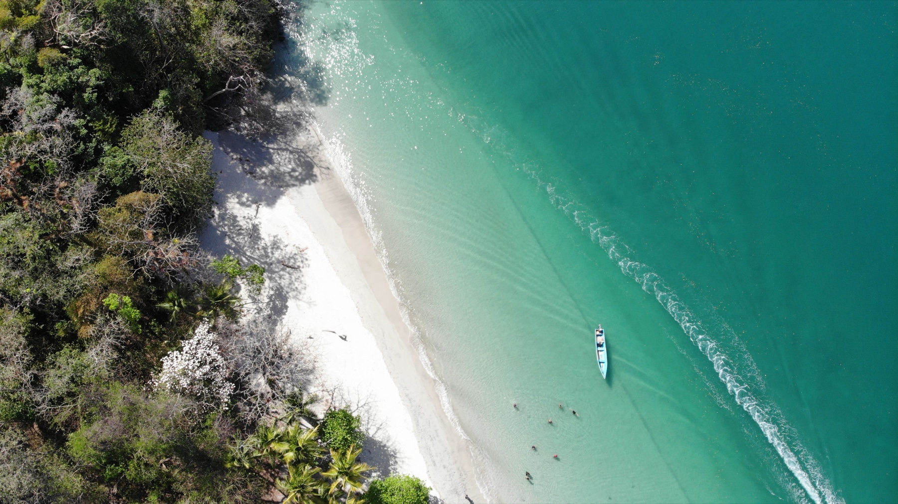 Aerial view of a tropical forest meeting a white-sand coast and turquoise sea