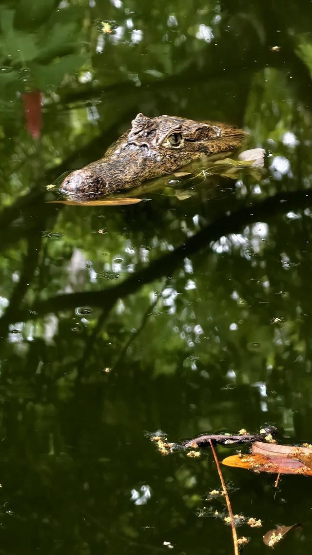 A caiman partly submerged among reflections in the water