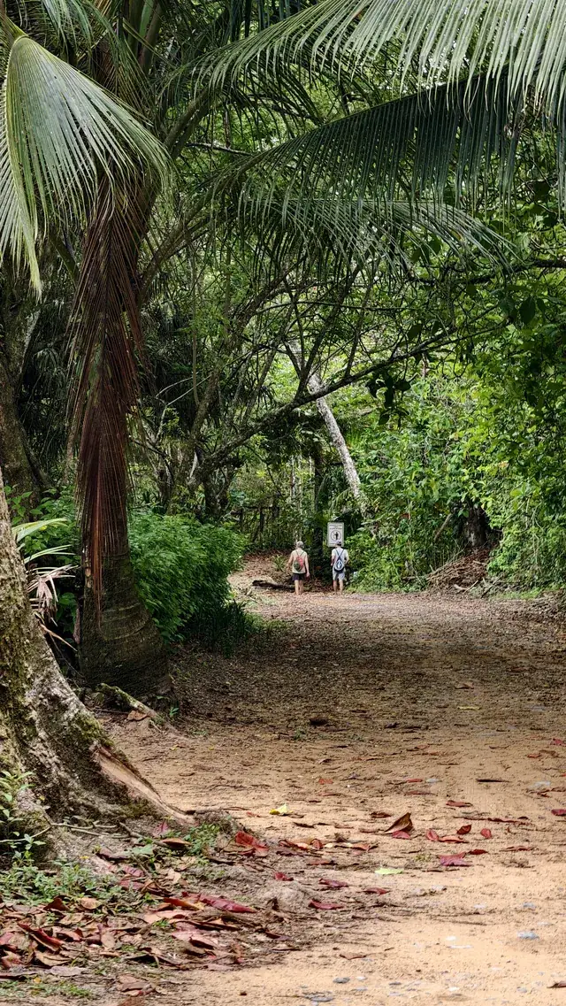 Two people walking beneath trees on a forest trail