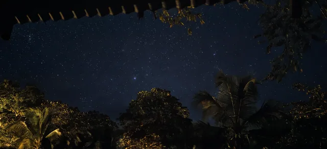 Stars visible above the trees at night