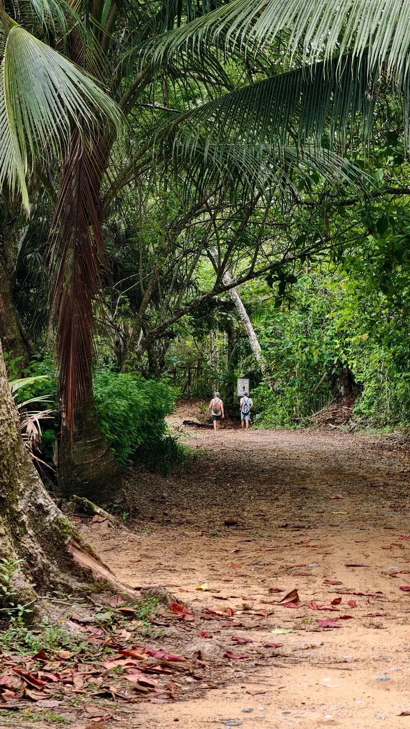 Two people walking along a leafy forest path