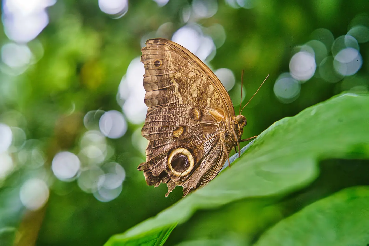 A brown butterfly resting on a green leaf