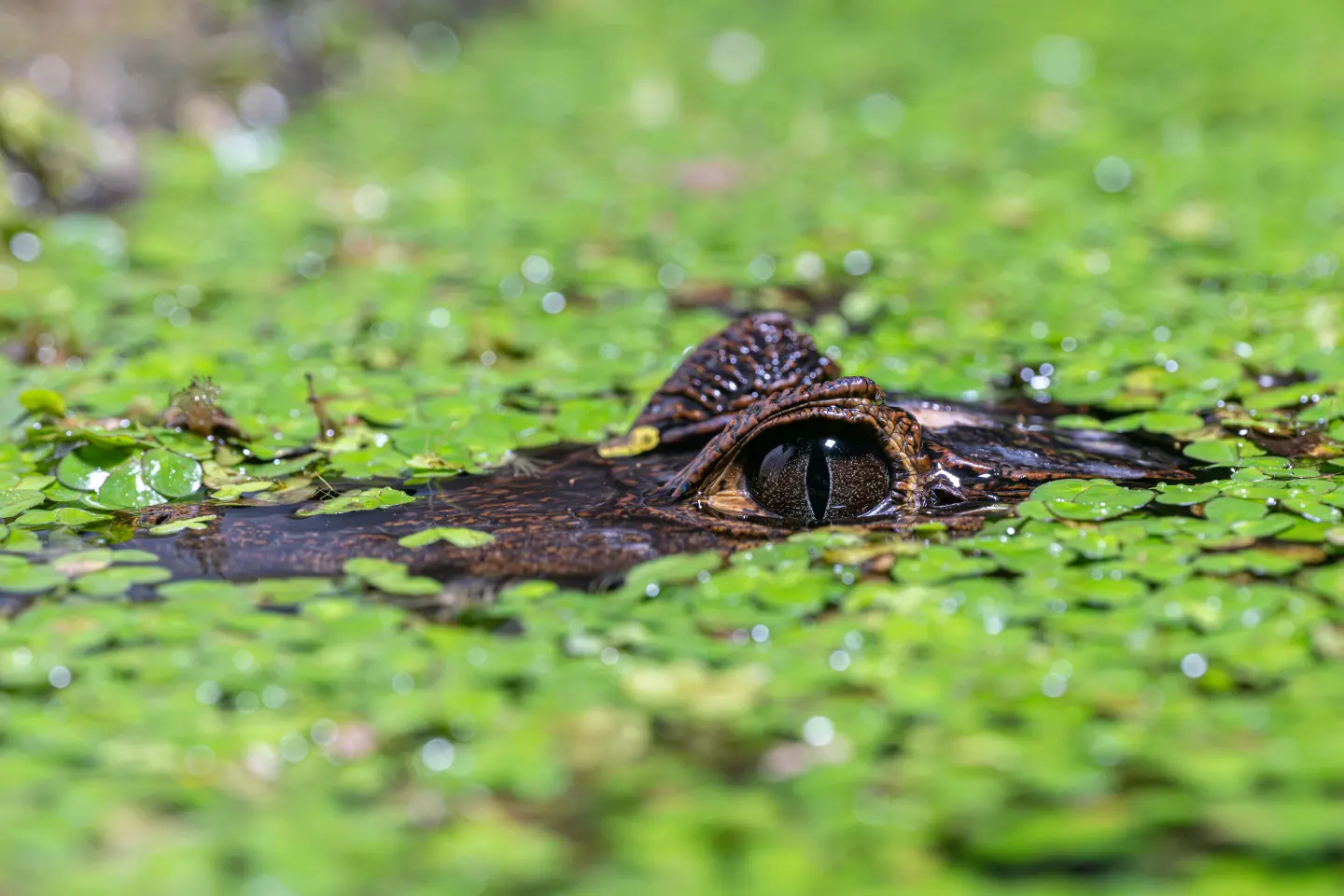 A caiman's eyes visible above water plants