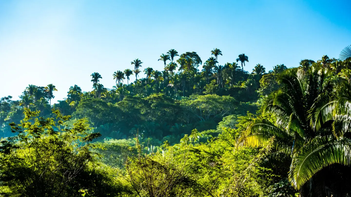 Tree-covered hills rising beyond the Bocas shoreline