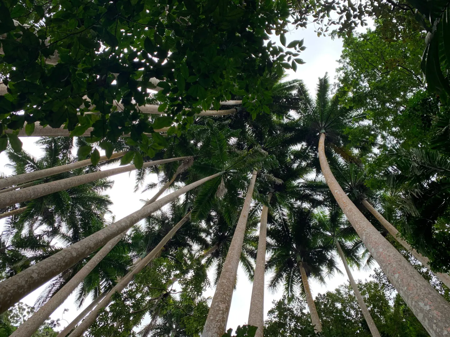 Palms above a green Bocas coastal landscape