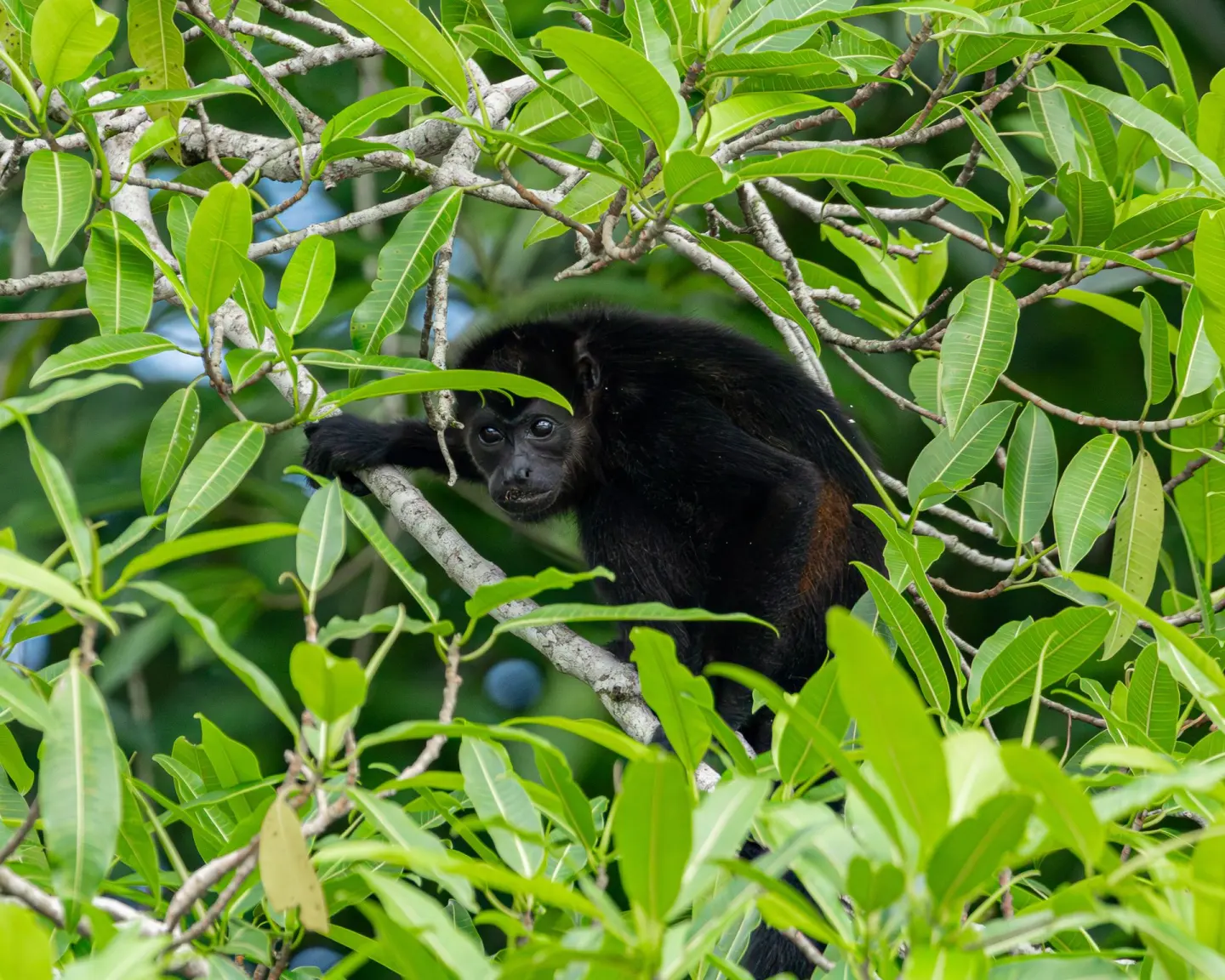 A howler monkey partly hidden among bright leaves