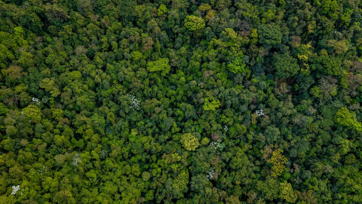 A broad view over dense tropical forest canopy