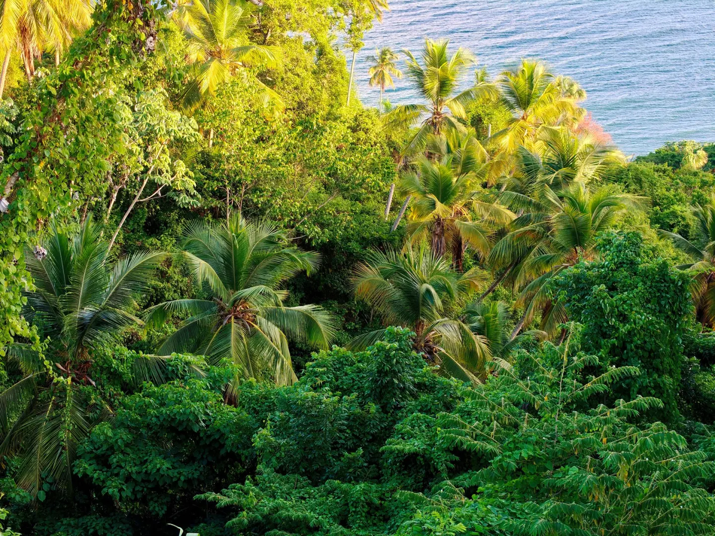 Tropical greenery meeting the water at the coast