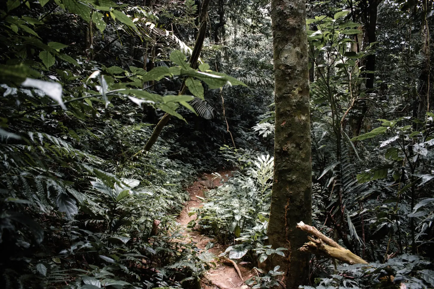 A narrow path leading through shaded tropical forest