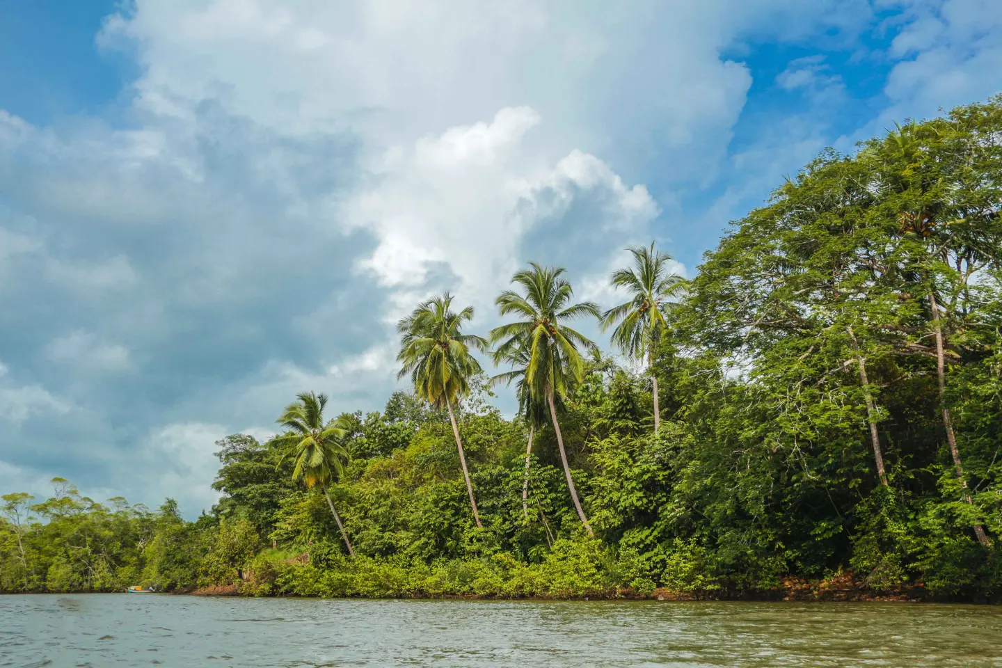 Still water bordered by tropical trees and palms