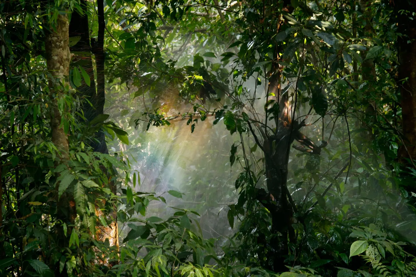 Sunlight passing through layered rainforest trees