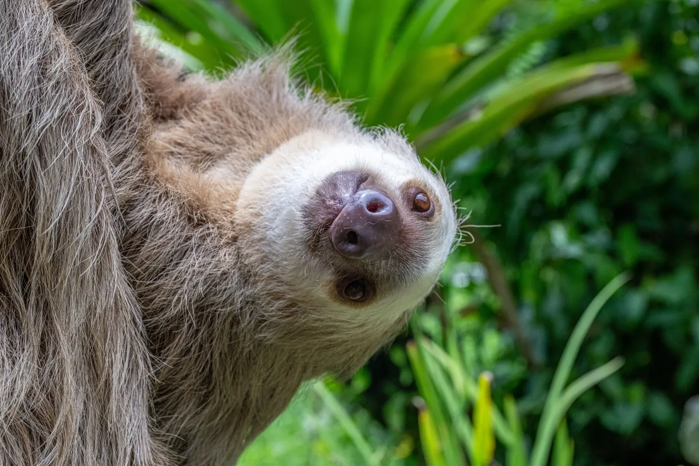 A sloth resting against a tree amid green foliage