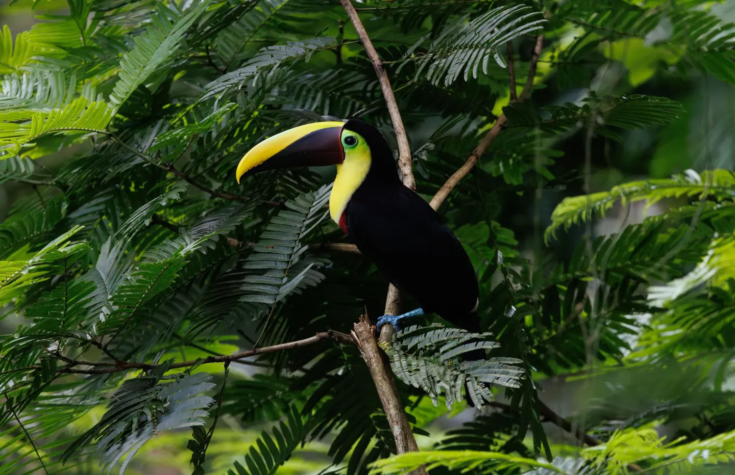 A toucan perched among tropical leaves