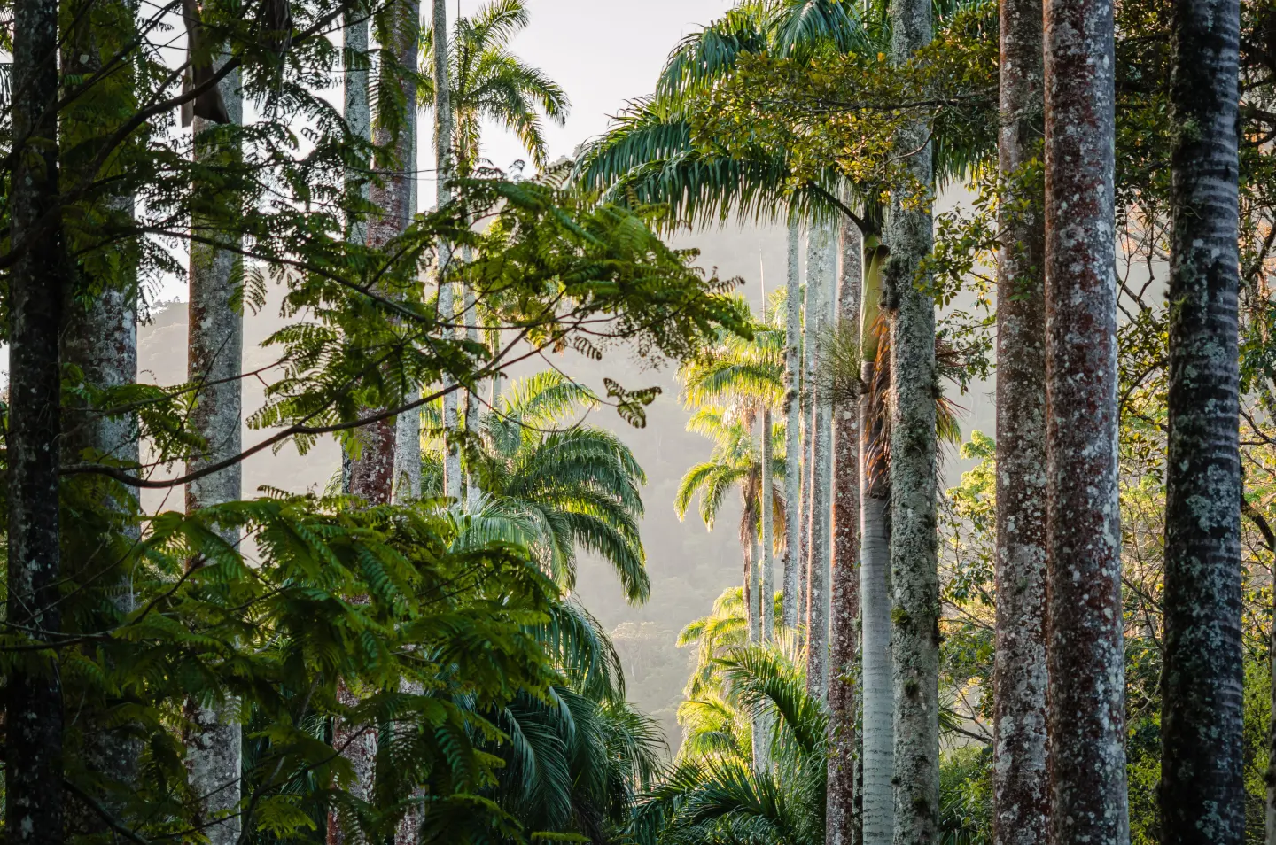 Tall rainforest trees viewed from below
